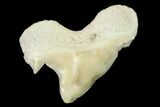 Pathological Shark (Otodus)Tooth - Morocco #108263-1